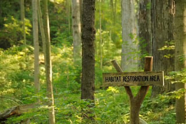 Environmental restoration | Landscaping Architecture service - Mimiti