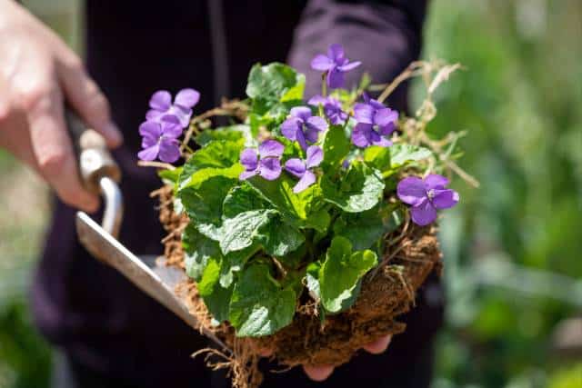 Environmental restoration | Landscaping Architecture service - Mimiti