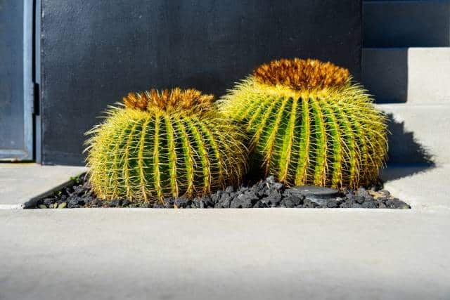 Water-wise landscaping | Landscaping Architecture service - Mimiti