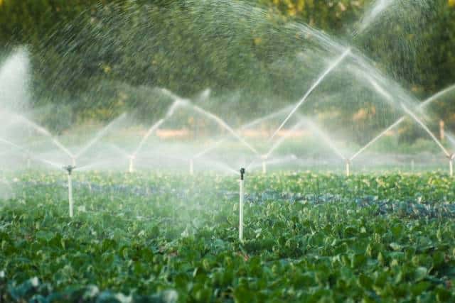 Water-wise landscaping | Landscaping Architecture service - Mimiti