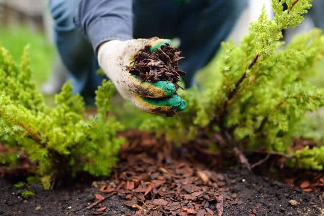 Water-wise landscaping | Landscaping Architecture service - Mimiti
