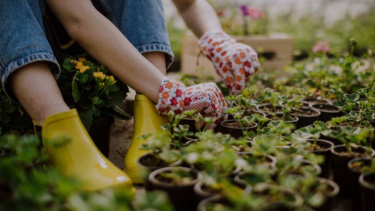 Sustainable Landscaping Practices That Save Time and Money